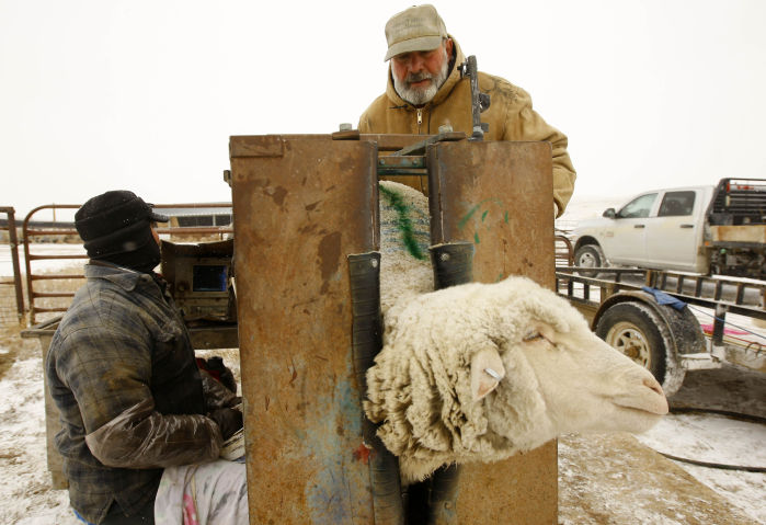 Sheep Rancher